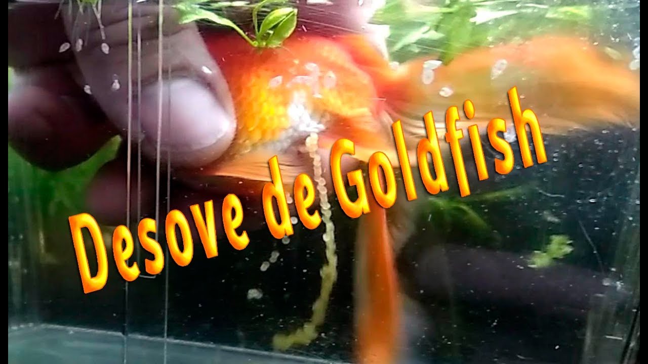 Desove manual de un goldfish