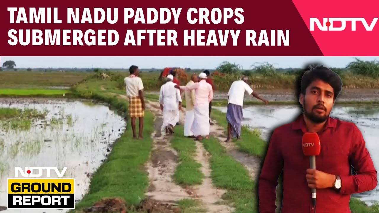 TN Farmers Reel Under Crop Loss After Heavy Rains | 16,000 Hectares Of Paddy Under Water