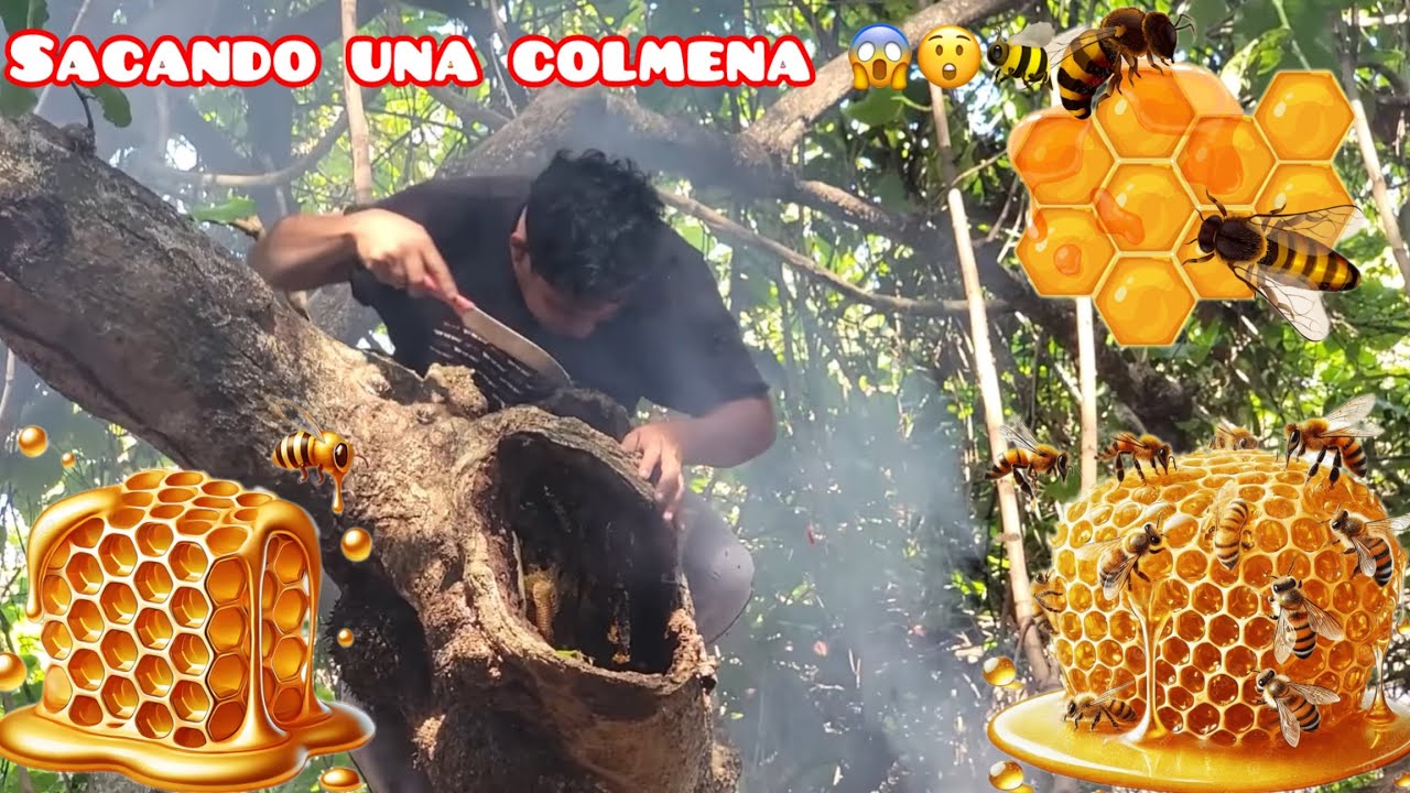 SACANDO UNA COLMENA 🐝🐝😱😲