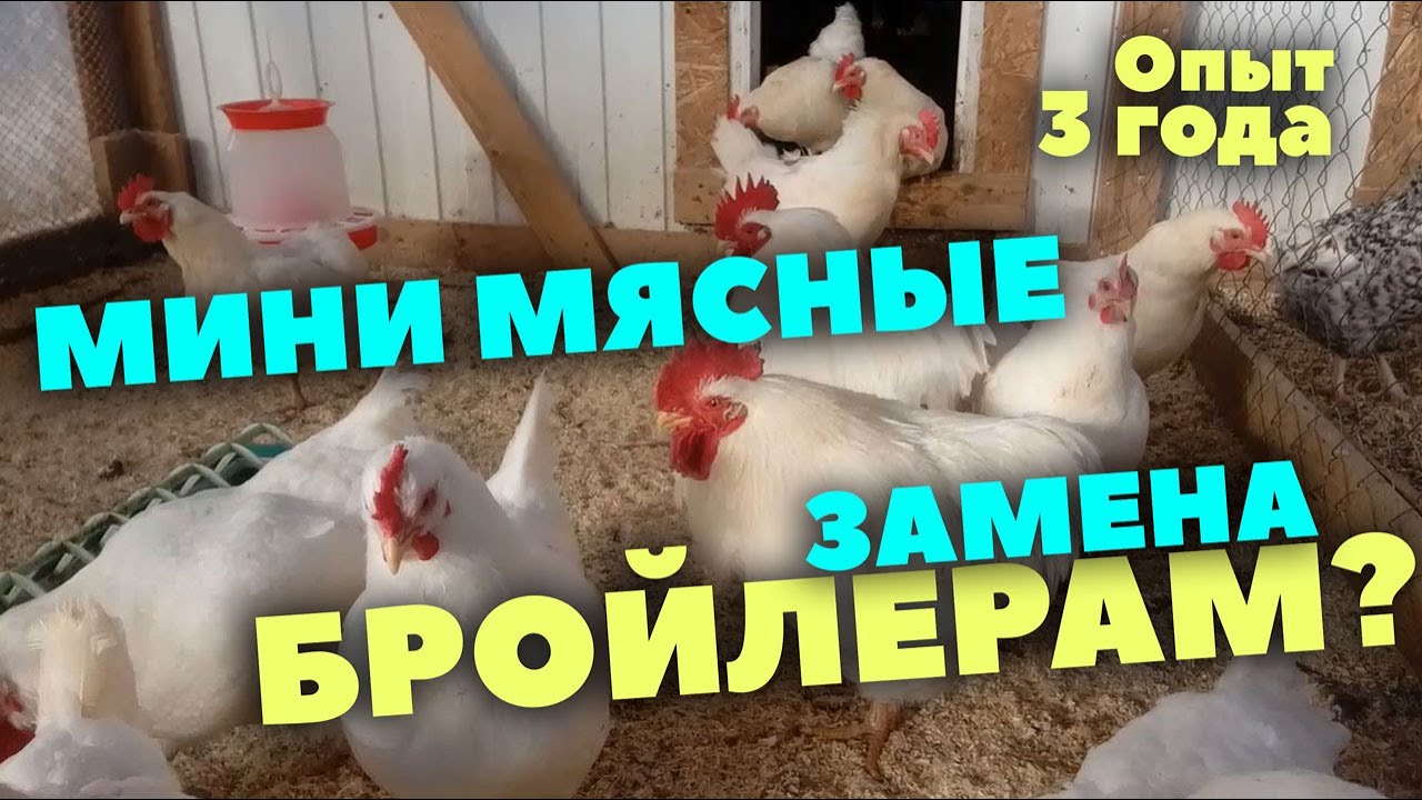 Мини мясные // Замена бройлерам? // Почему избавляемся?