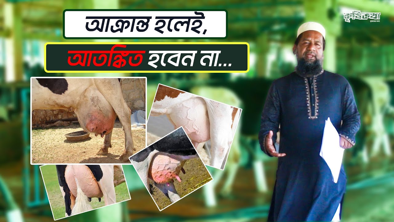 Udder edema বা গাভীর ওলান ফুলে গেলে কি করনীয় ?। Udder edema in dairy cows