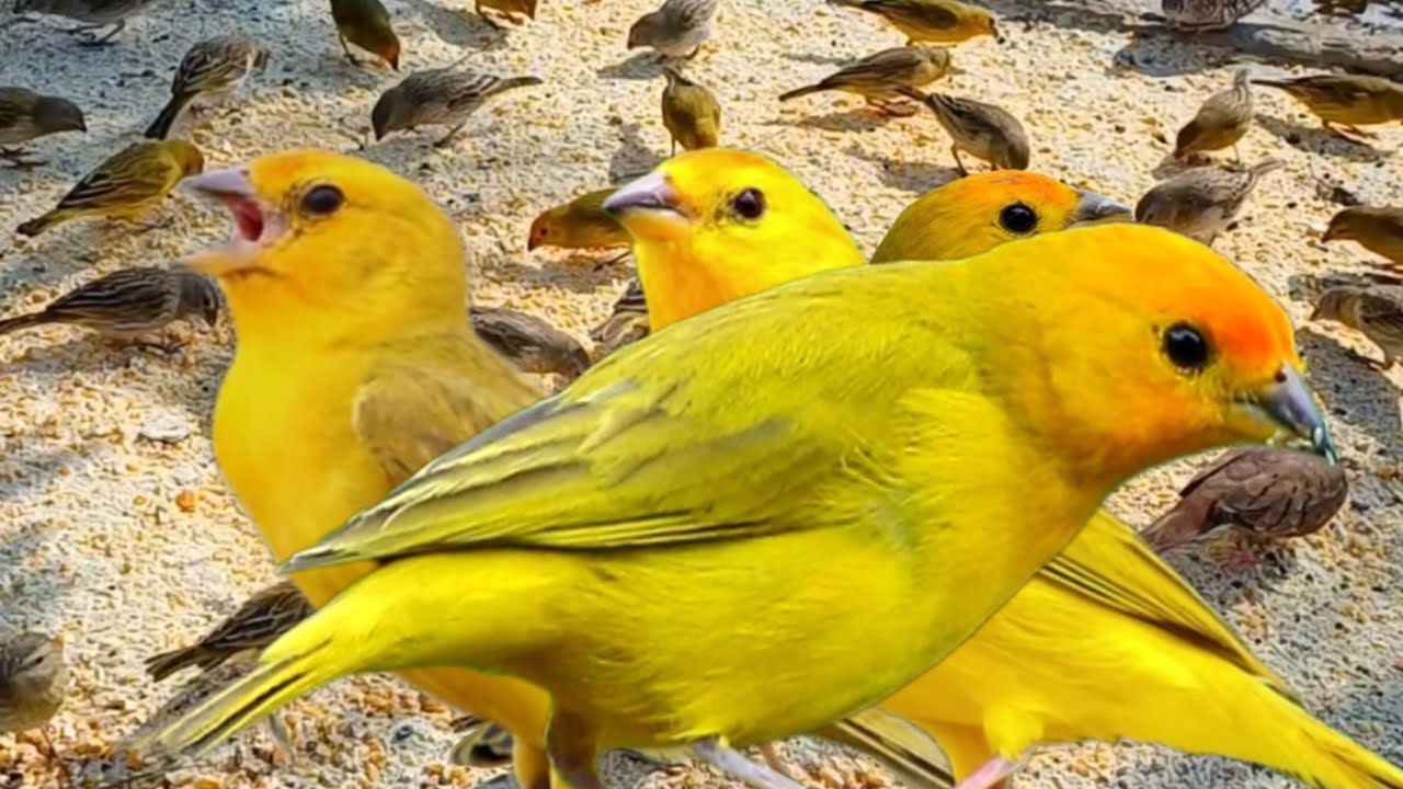 Melhor canto de canário da terra pra foguea seu passarinho