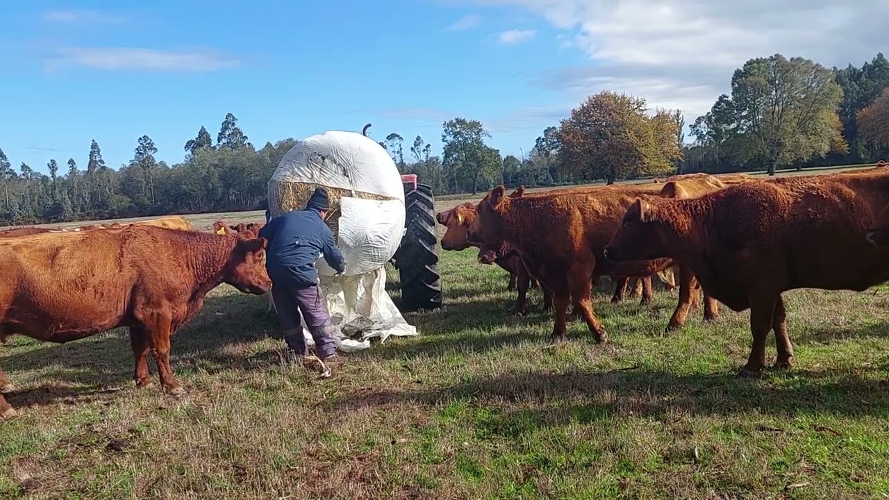 Forrajeo Bolos Silo Freire