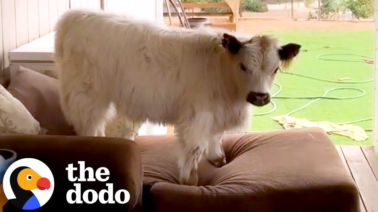 Baby Cow Is Convinced He's A Tiny Puppy | The Dodo