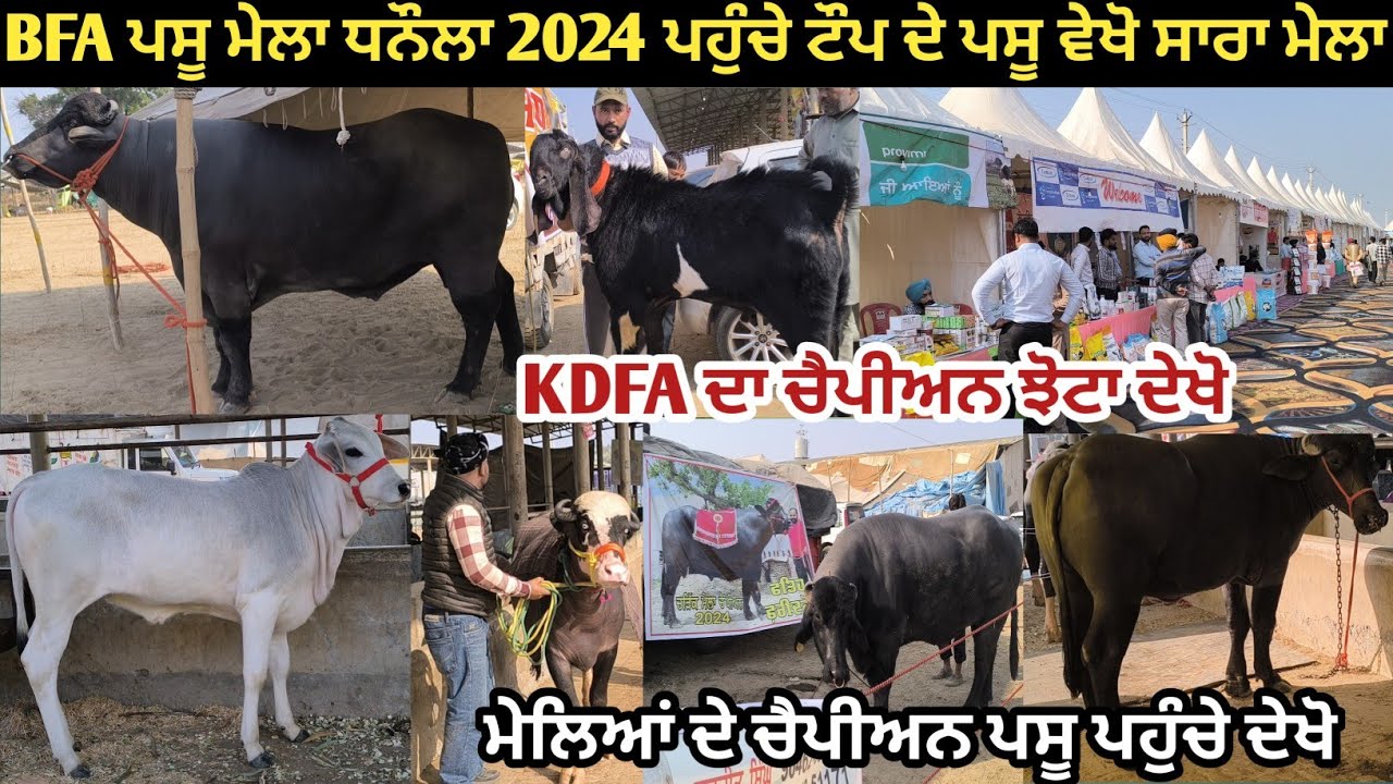 BFA ਪਸੂ ਮੇਲਾ ਧਨੌਲਾ 2024 ਪਹੁੰਚੇ ਟੌਪ ਦੇ ਪਸੂ। ਦੇਖੋ ਸਾਰੇ ਮੇਲੇ ਦਾ ਮਹੌਲ ਇੱਕੋ ਵੀਡੀਉ ਚ।@kulveersidhu8926