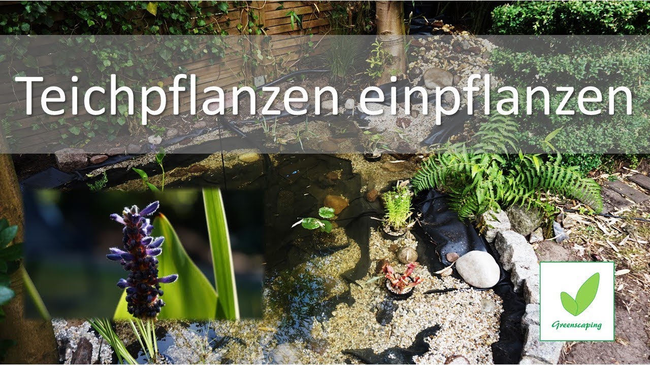 Teichpflanzen einpflanzen Step 5 meines Teichprojektes
