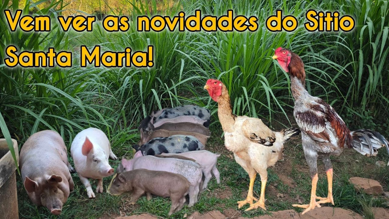 A roça EVOLUIU,NASCIMENTO dos leitões, frangos crescendo e as GALINHAS DE RAÇA!