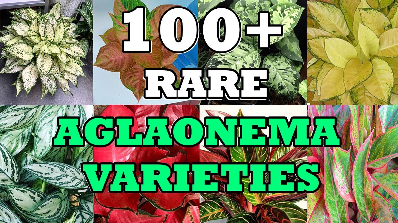 100+ RARE VARIETIES  OF AGLAONEMA WITH NAMES | PLANT IDENTIFICATION | MUST COLLECT KINDS