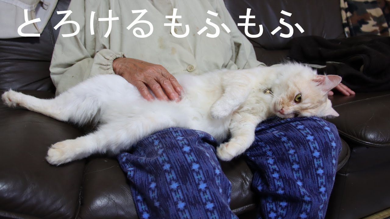 とろけるもふもふ　201017