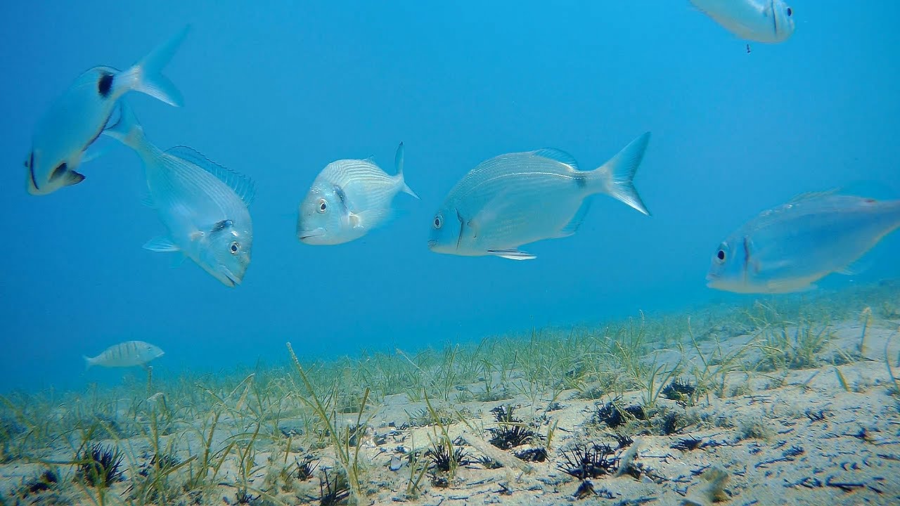 Nedilja popodne na 6 metara dubine :) - Underwater footage