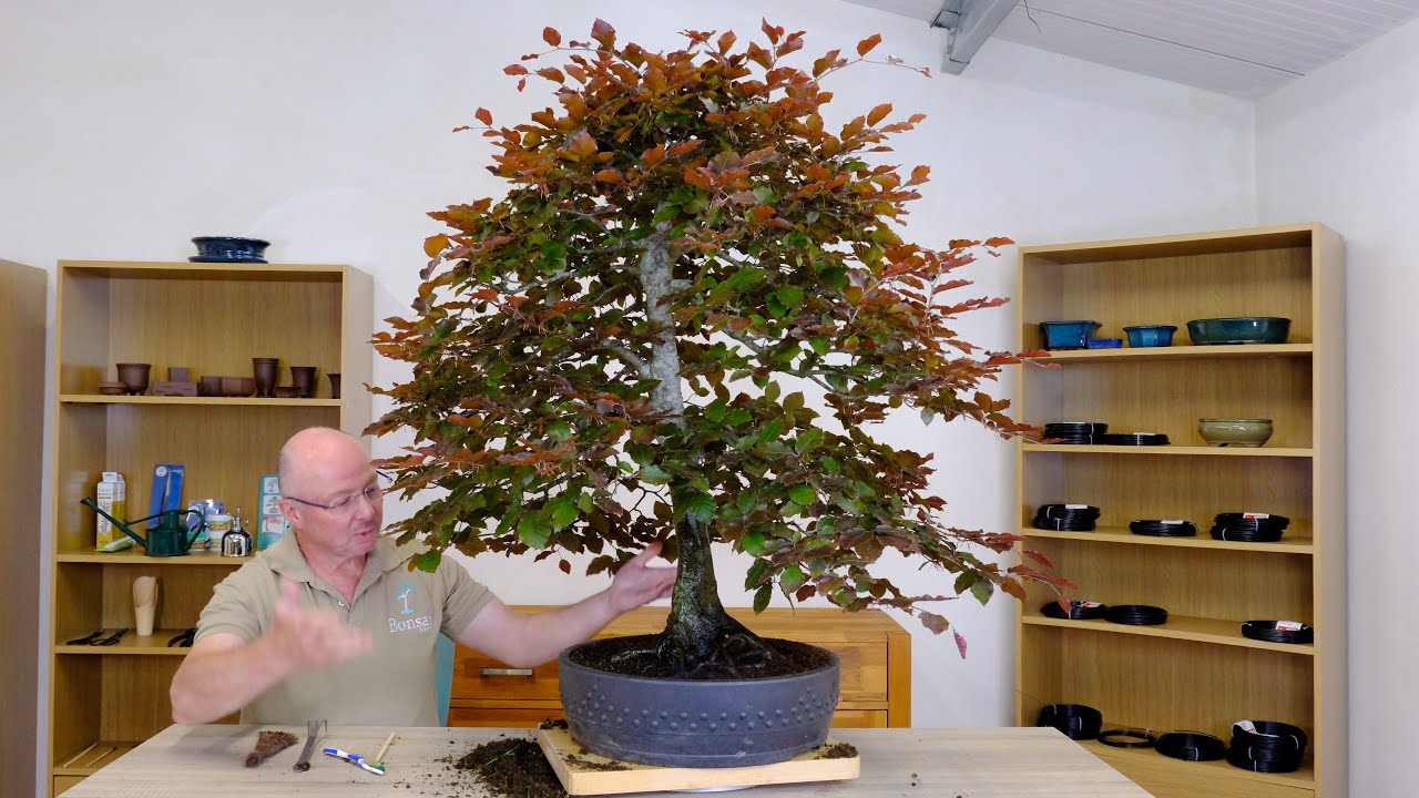 Huge Purple Beech Bonsai - Fagus sylvatica purpurea | 60 years old