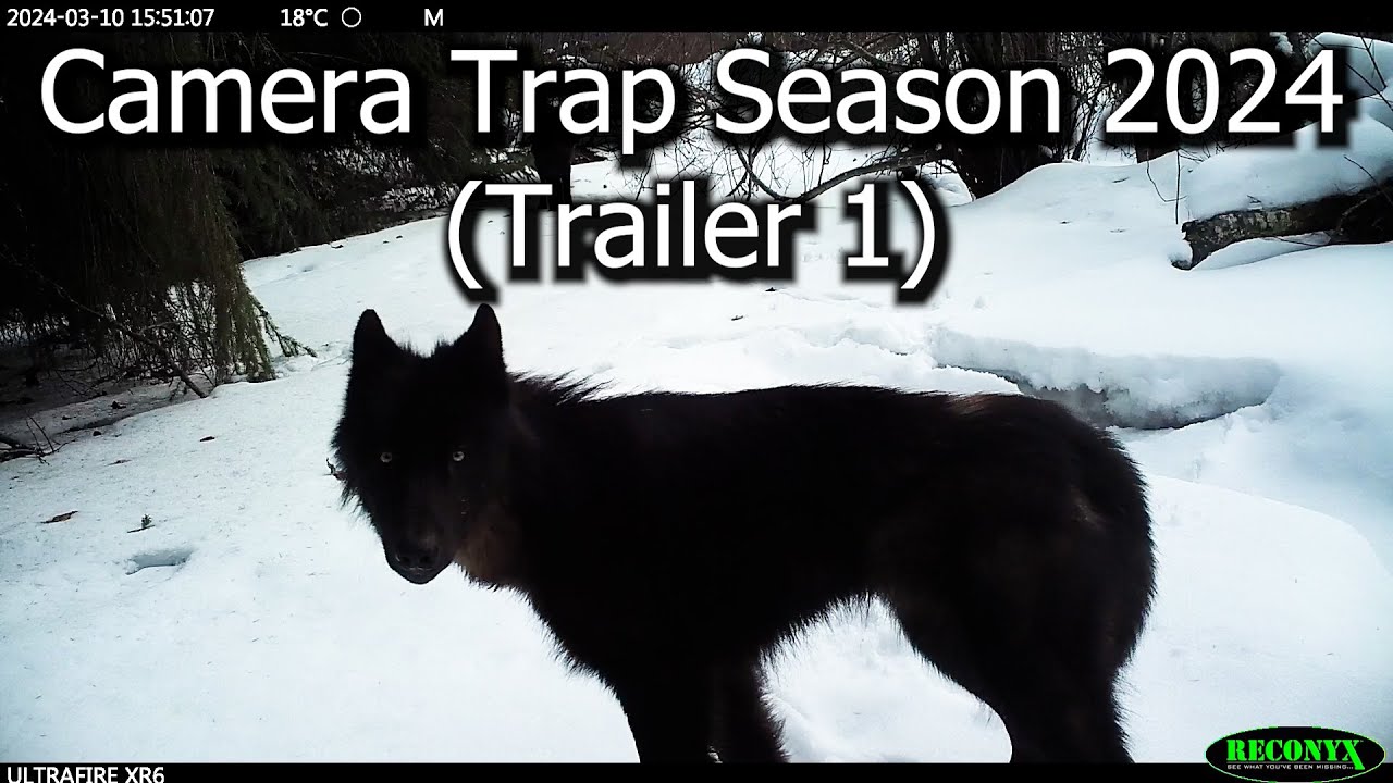 Camera Trap Season 2024 (Trailer 1)