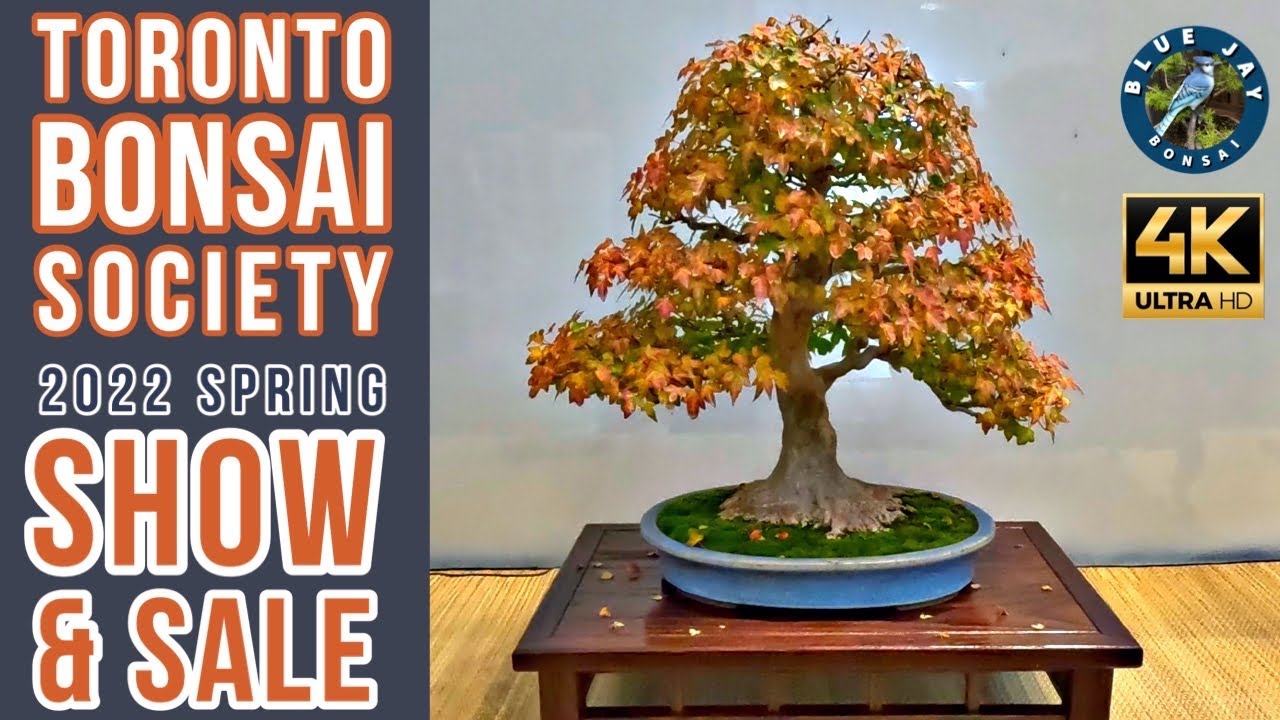 Toronto Bonsai Society 2022 Fall Show & Sale (in 4K ULTRA HD)