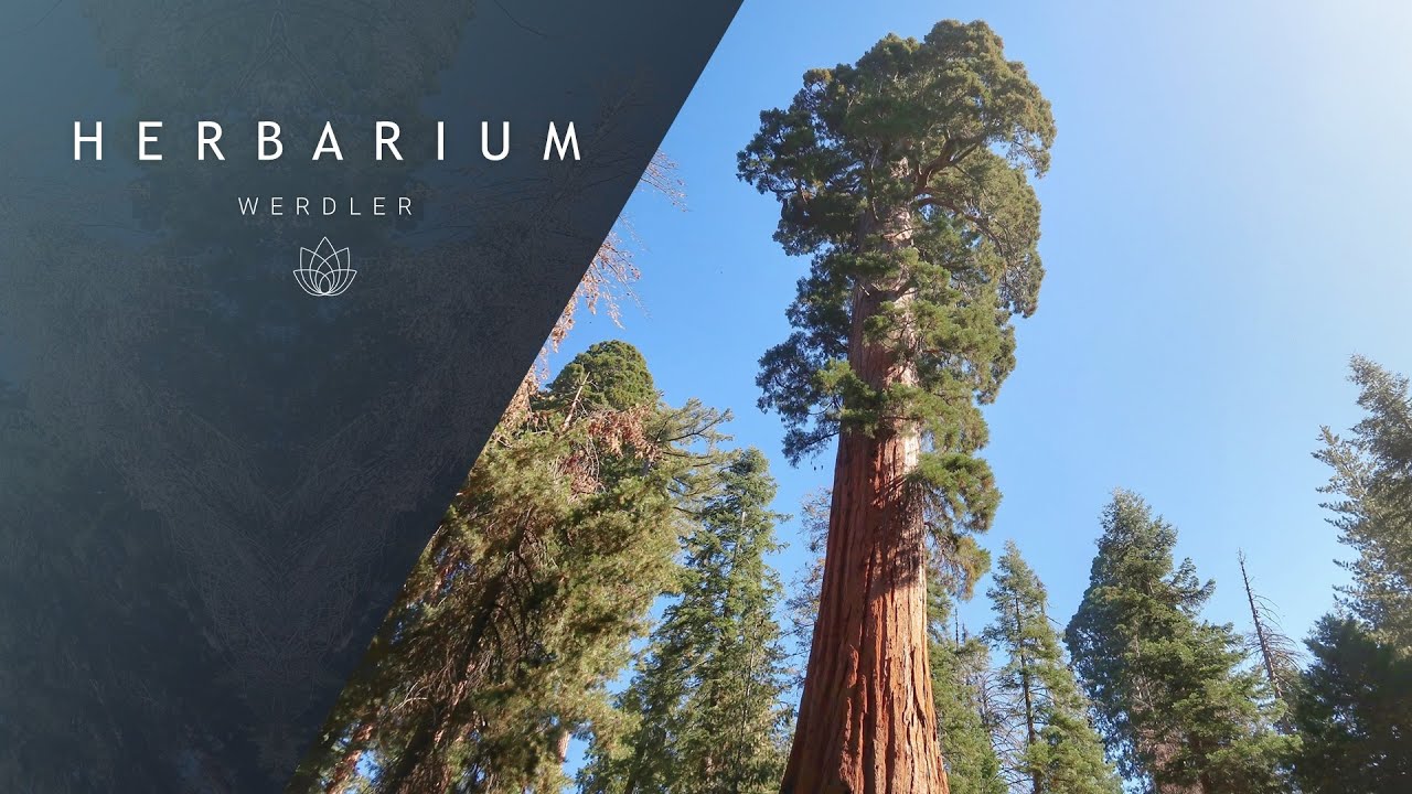 Sequoiadendron giganteum - (Giant sequoia)