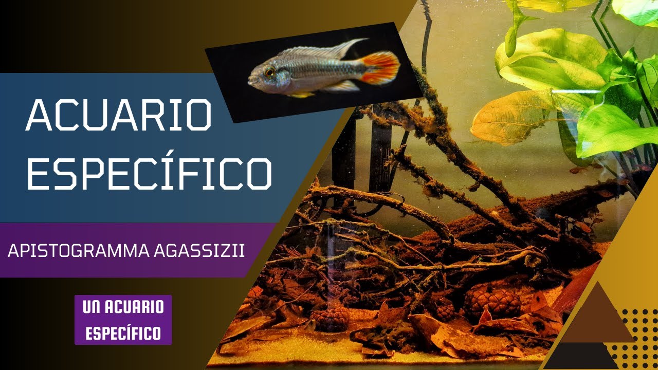 Nuevo ACUARIO para APISTOGRAMMA AGASSIZZII NEON BLUE. BOTÁNICOS y AGUAS NEGRAS para mis PECES