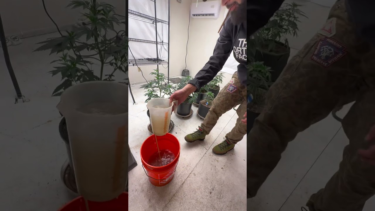 How to Grow Your Own Legally At Home Tutorial: Vegetative State