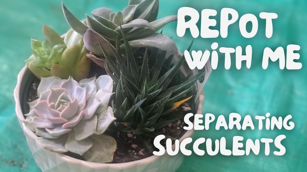 Quiet Plant Care Day | Repotting Succulents
