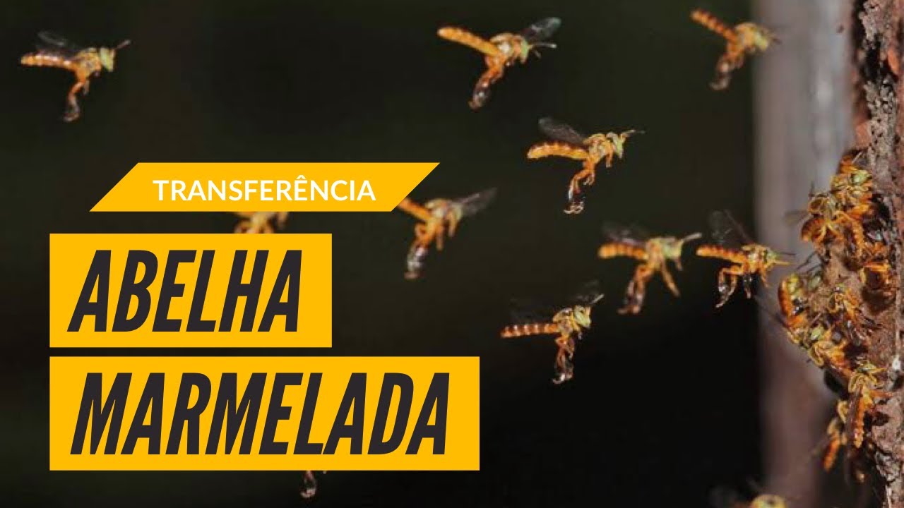 TRANSFERÊNCIA DE ABELHA MARMELADA