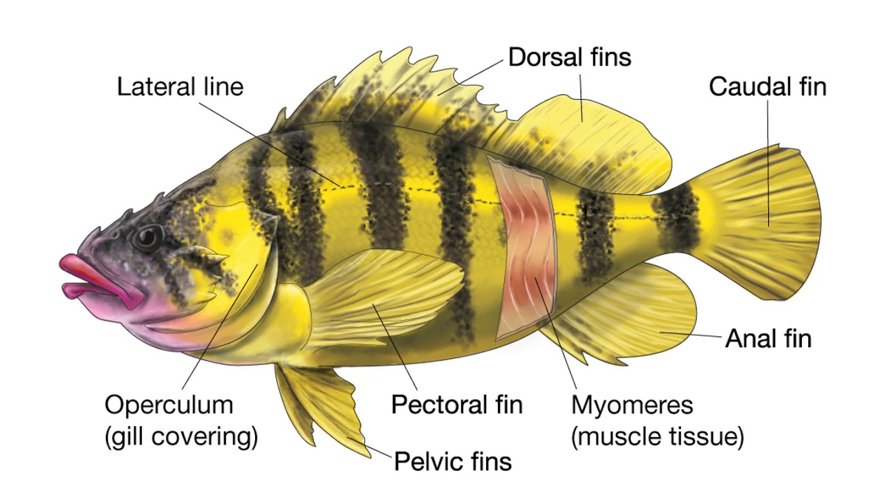 Pelagic Communities (OCE-1001)