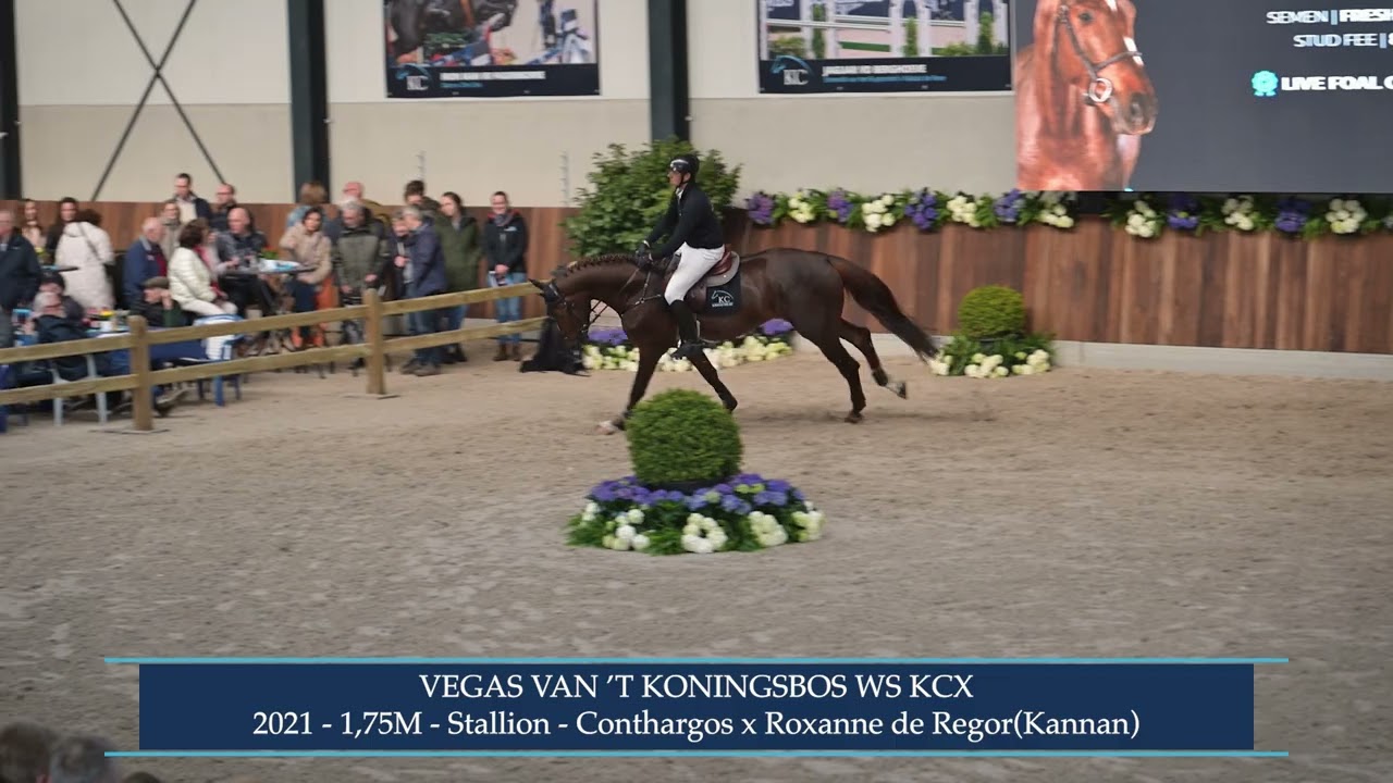 Vegas van 't Koningsbos WS KCX (Conthargos x Kannan), 2021 | Stallion Show Karel Cox Stallions 2025