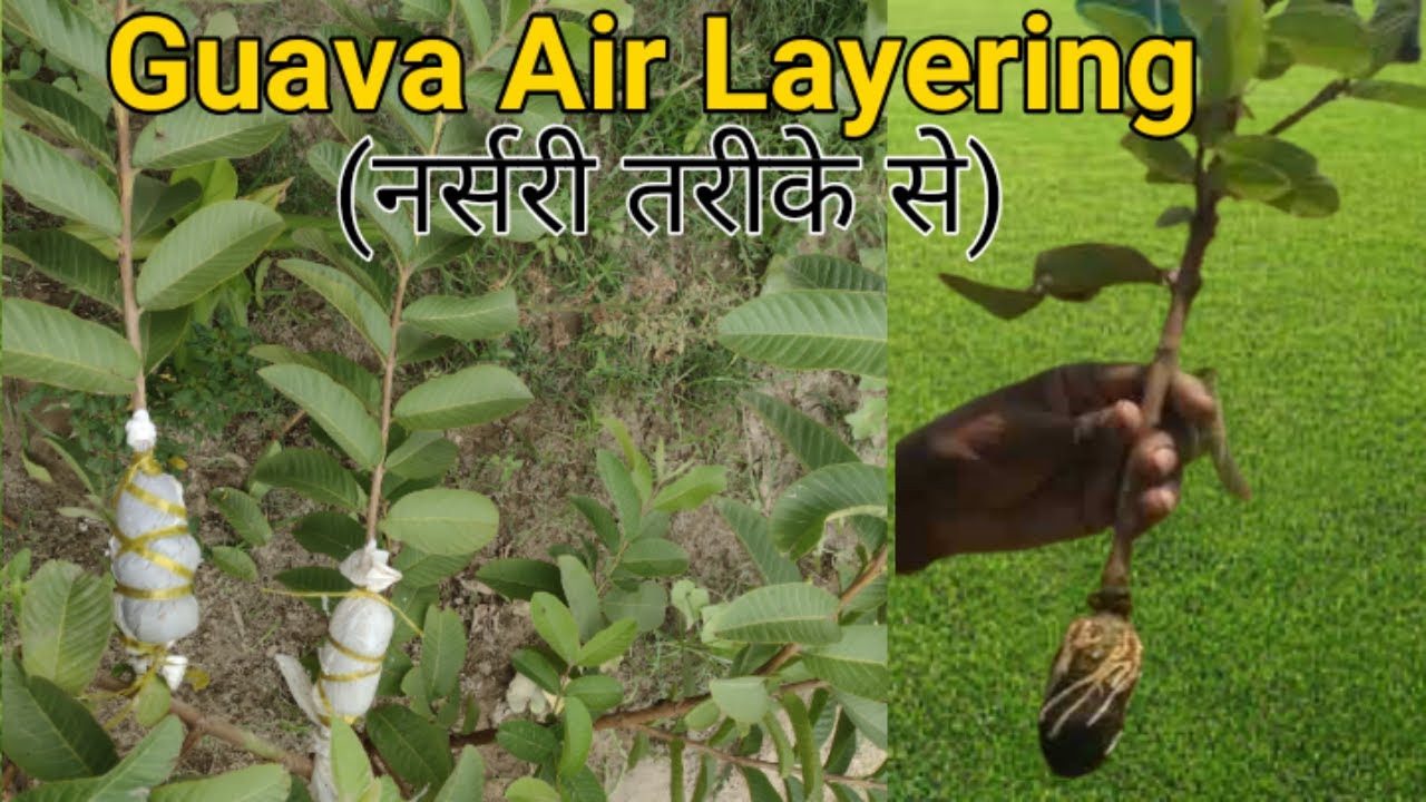 How to do Air layering in Guava Tree | अमरुद के पौधे की एयर लेयरिंग कटिंग कैसे लगाएं (100% Work)