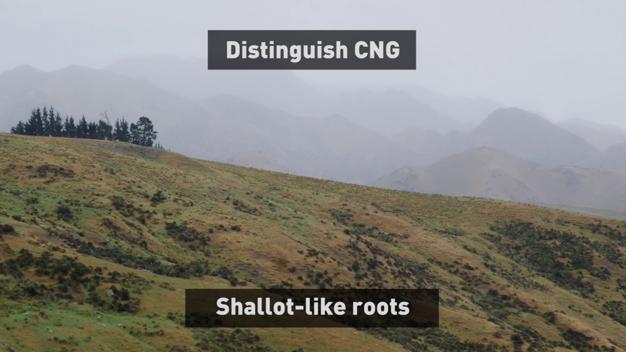 Identifying Chilean Needle Grass