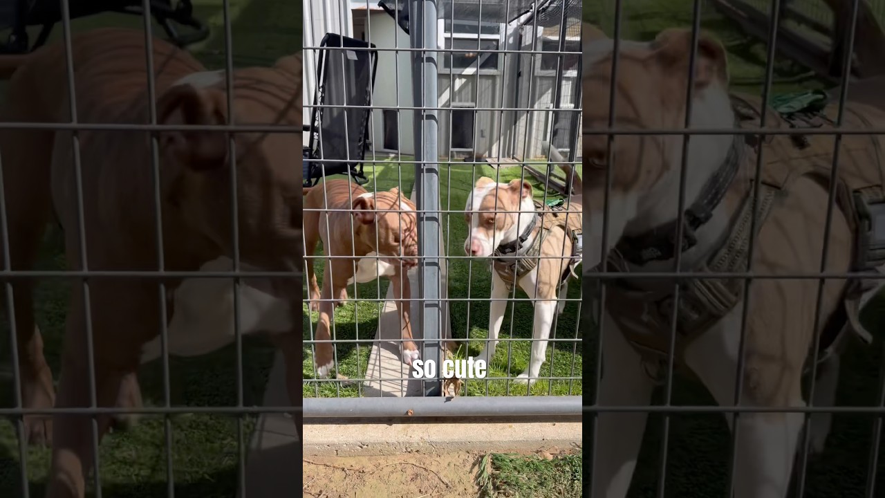 Step 1: flirting safely 🤠 #dogs #new #guests #bully #mixes #terriers #rescuedogs #rizz