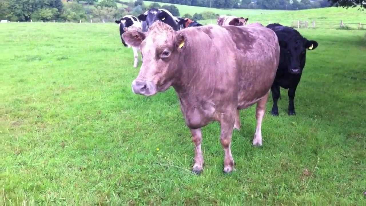 Being chased by a Bull and Herd of Cows