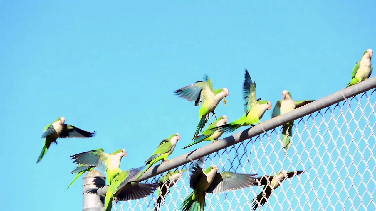 Clips & Soundtrack Of Wild Parakeets