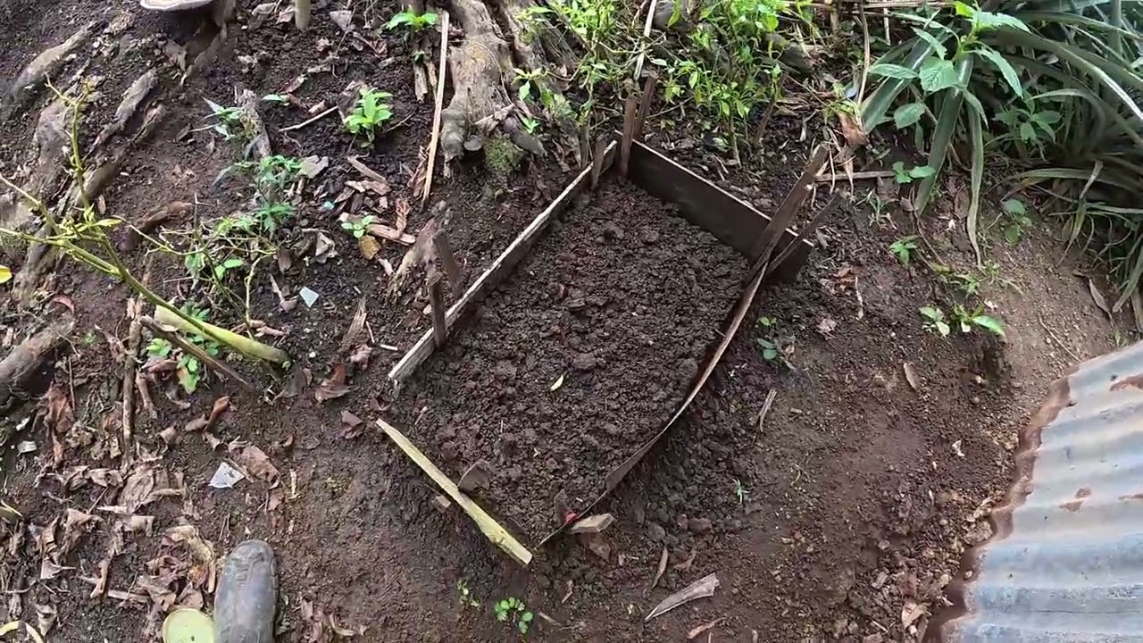 planting papaya at banana
