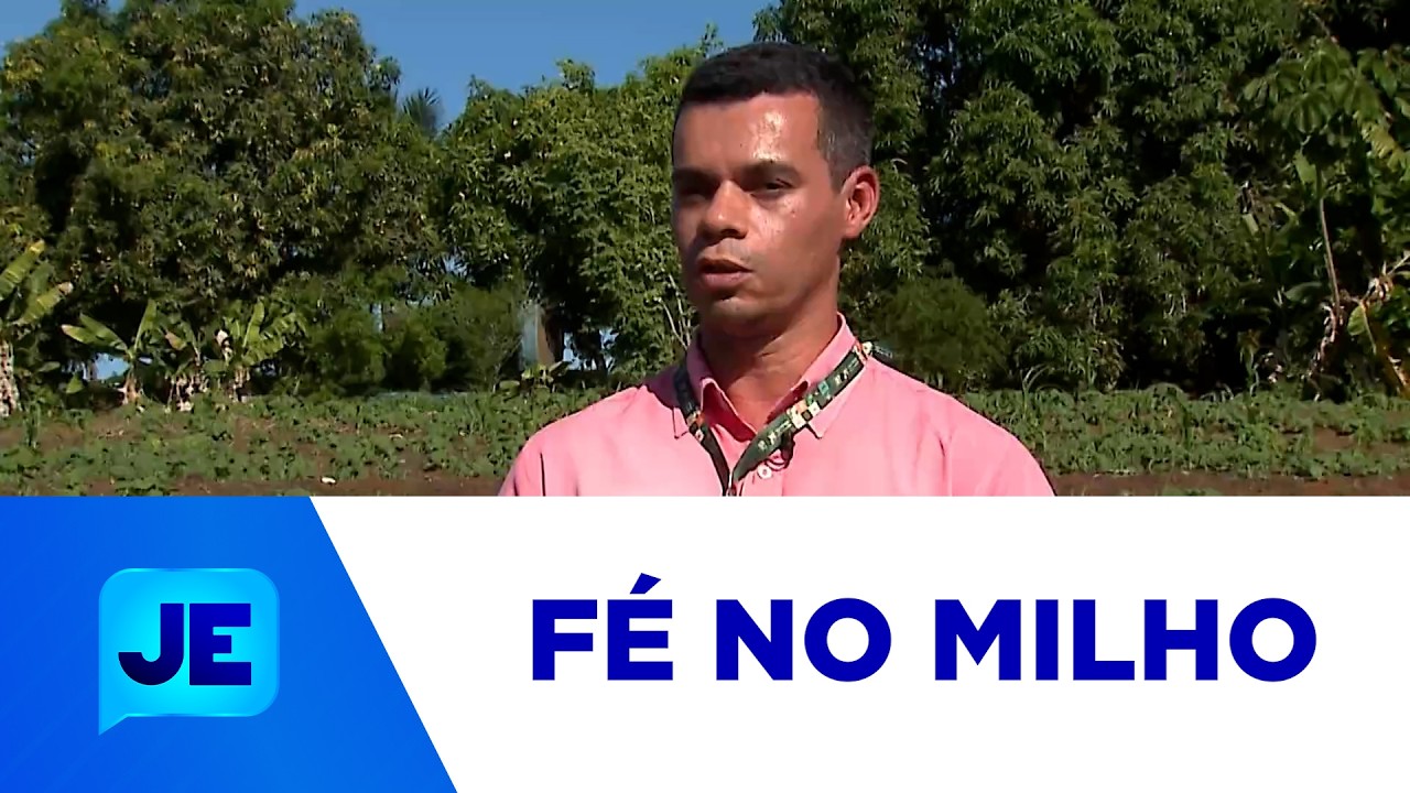 Estado de Sergipe é o maior produtor de milho na região Nordeste - JE