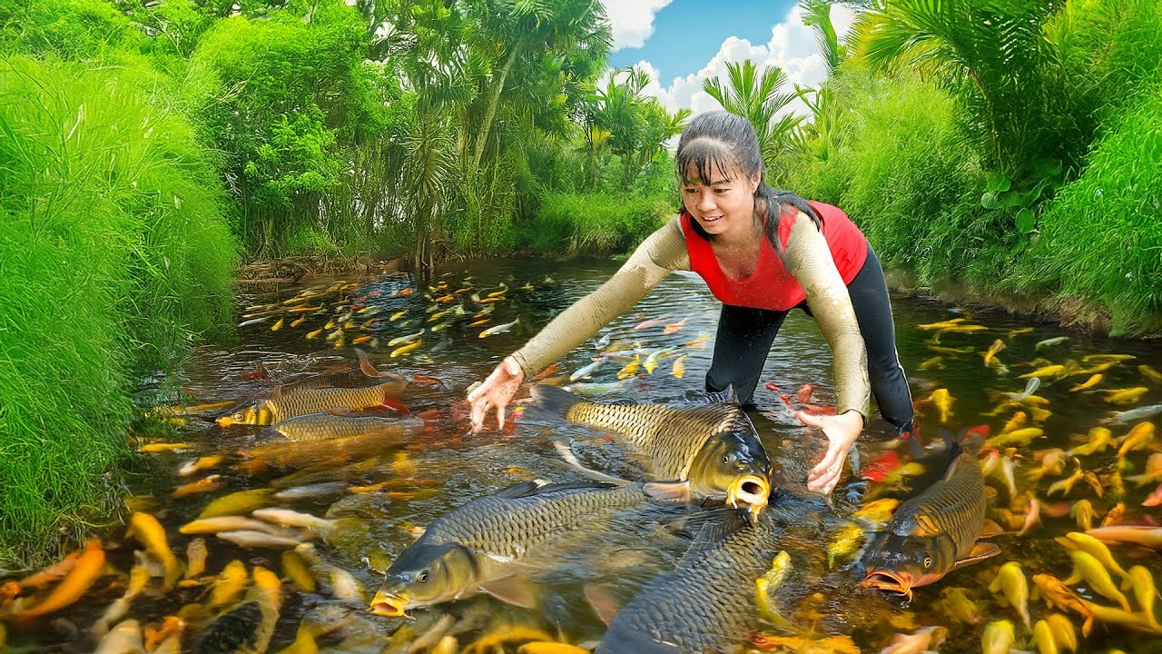 Catching a Lot of Fish to Sell at the Countryside Market – Farm Life | Phuong Harvest Life
