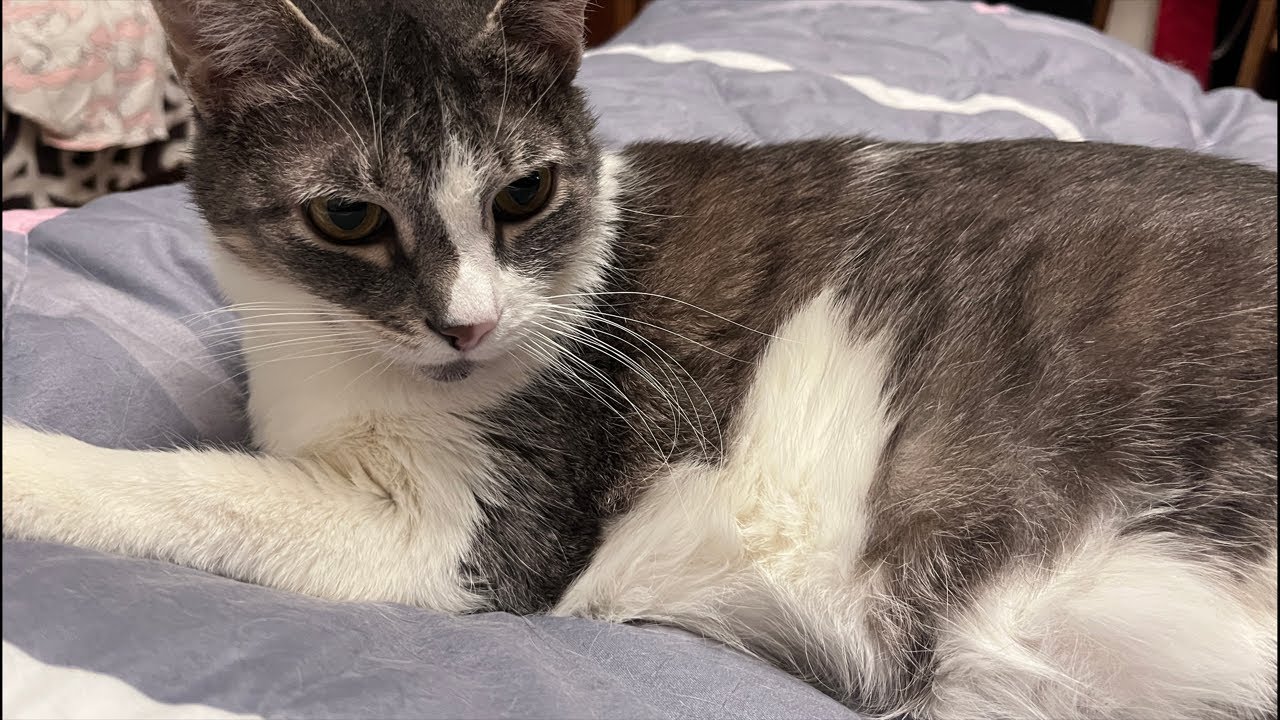 Melissa cat January 26 night stream