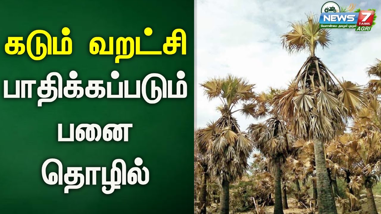 நெல்லை, தூத்துக்குடியை வறட்சி மாவட்டமாக அறிவிக்க வேண்டும் - பனை விவசாயிகள் கோரிக்கை | Palm Tree