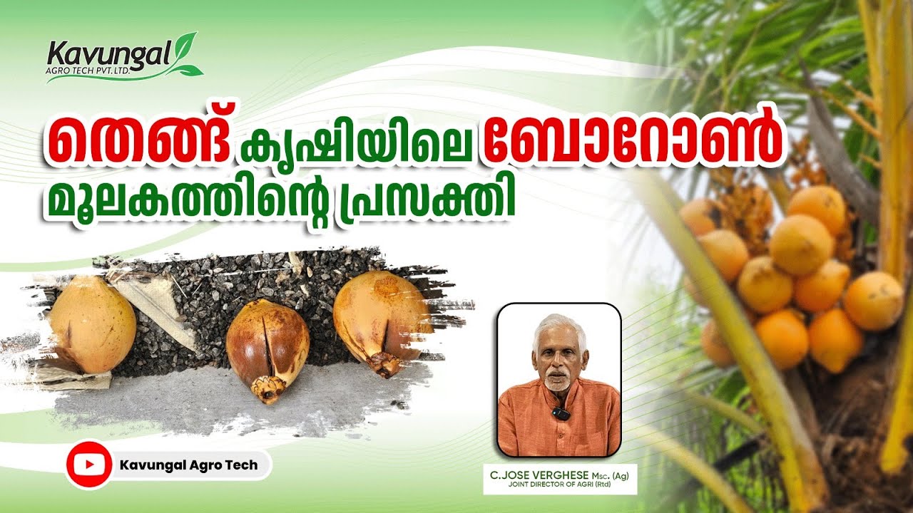 തെങ്ങ്  കൃഷിയിലെ ബോറോൺ മൂലകത്തിന്റെ പ്രസക്തി (Importance of Boron Element in Coconut Cultivation)
