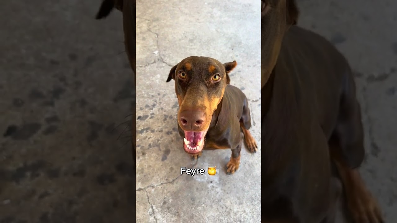 SILHOUETTE DIDN&rsquo;T BELIEVE ME 😭 #rescuedogs #fosterdogs #dogsoftiktok  #thegoodhype #shorts