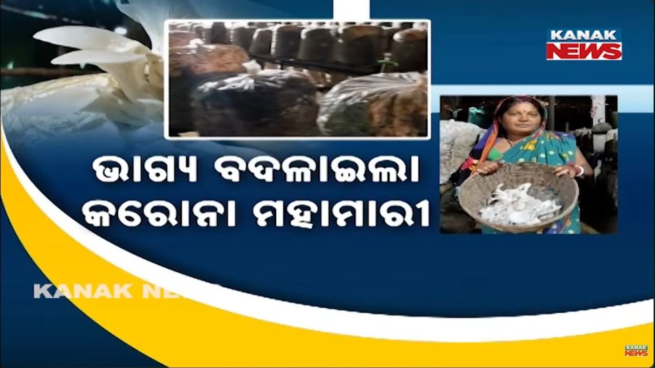 Driver to Lakhpati Mushroom Farmer! Jajpur Man's Success Story.
