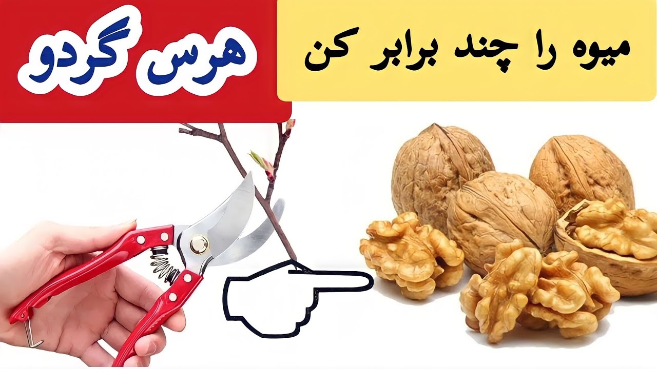 هرس درخت گردو یا چارمغز | با این روش میوه گردو را چند برابر کن