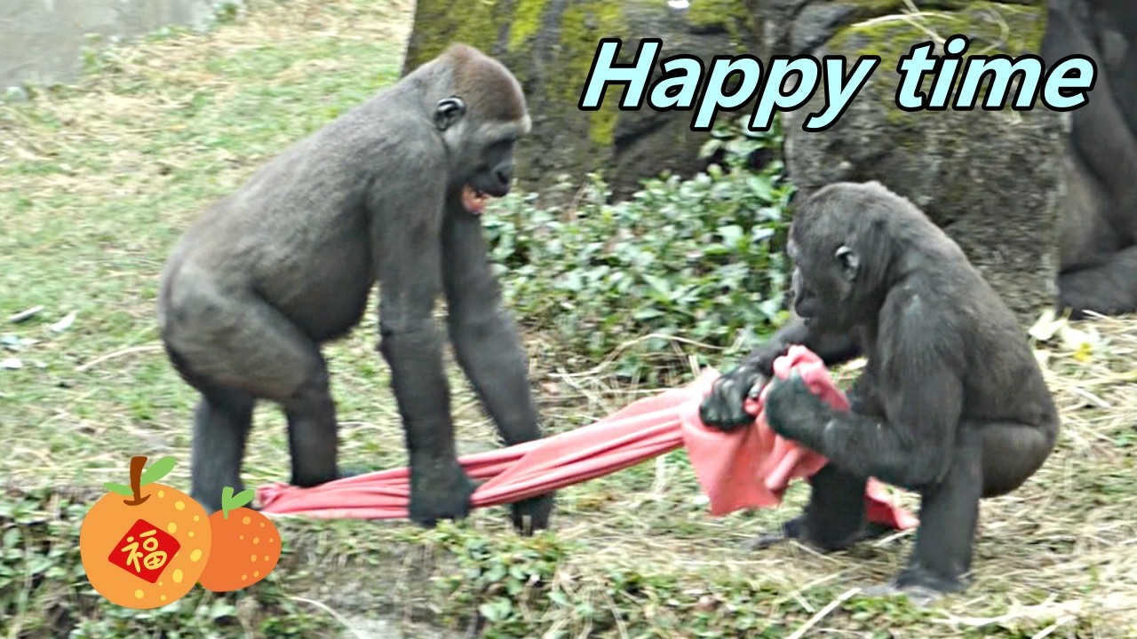 Three team, Tayari, Jabali and Ringo had good time to play red cloth. / 歡樂玩紅布過新年