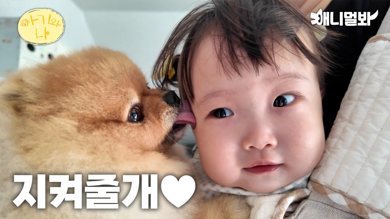 Первая встреча ребенка и собаки, воспитание собак