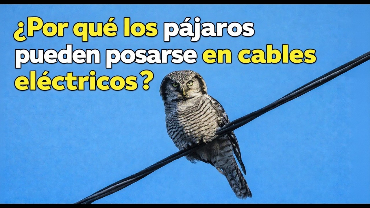 ¿Por Qué los Pájaros No Se Electrocutan en los Cables Eléctricos?