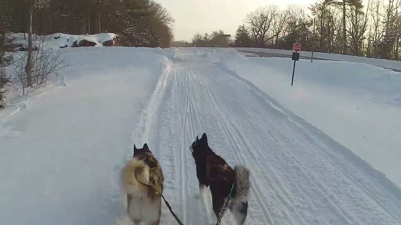 No. 124 Clover & Chai Daily Journey 20260201 -16°C #1000islandsparkway ##huskylife #skijoring #husky