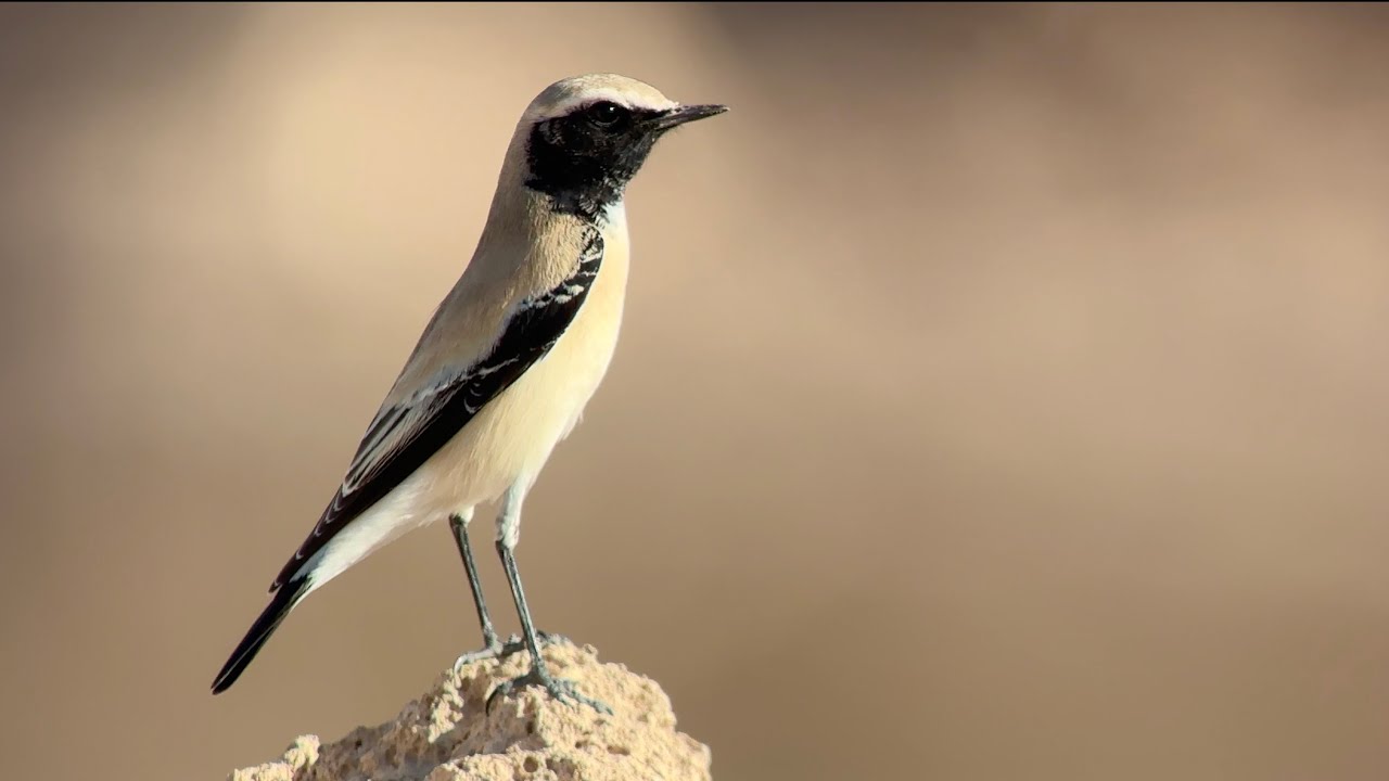 Traquet du désert, Desert wheater, Oenanthe deserti, Oman, Novembre 2025