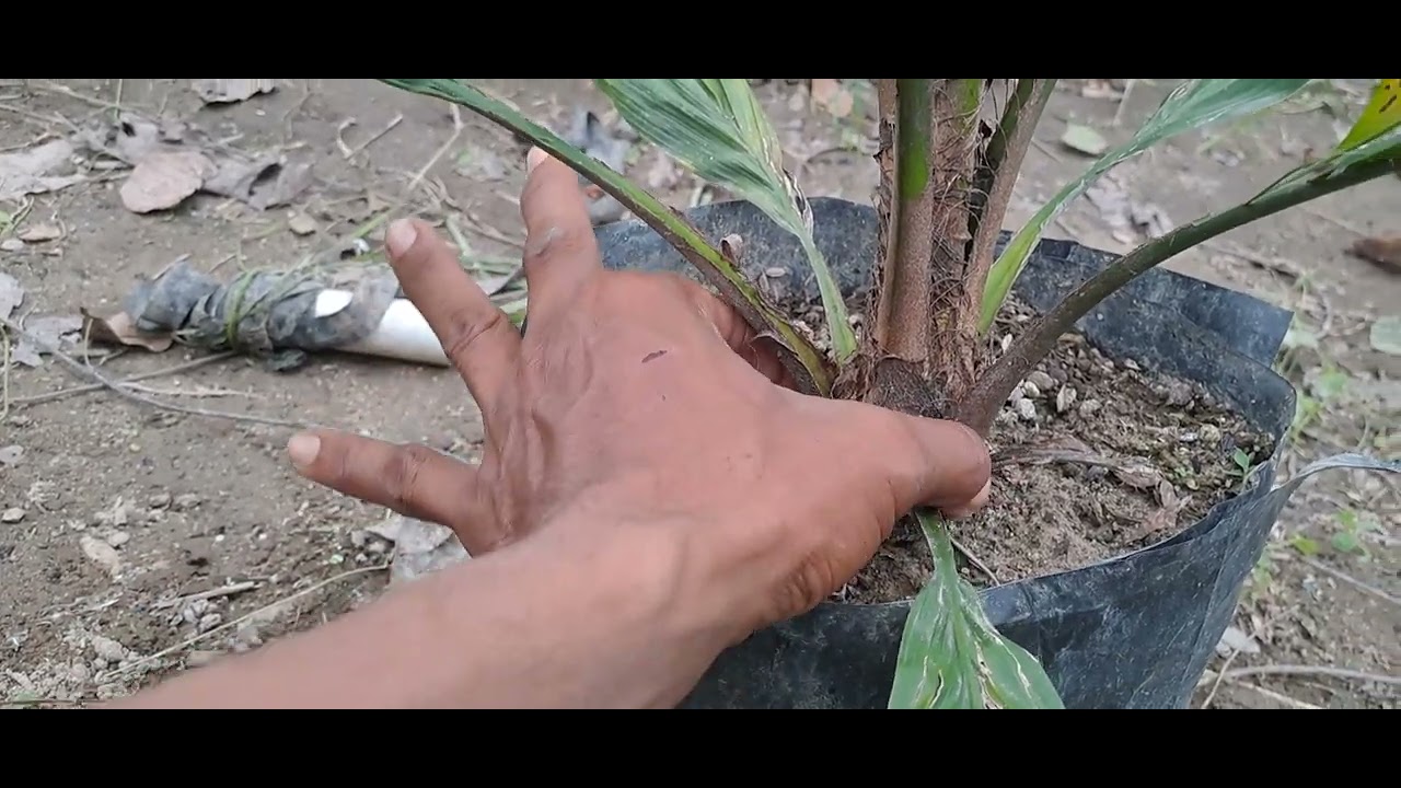 Pilih buah apa sulur#Pahami sebelum menyesal#@Tikah Family