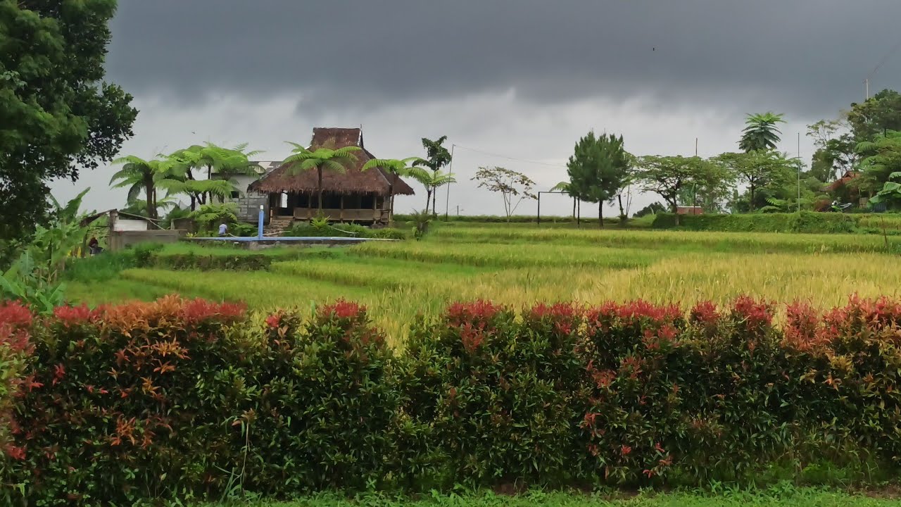 🔴I invite you to enjoy the rural scenery 😍 #nature #alam #live #pedesaan EnjoyIt ‼️