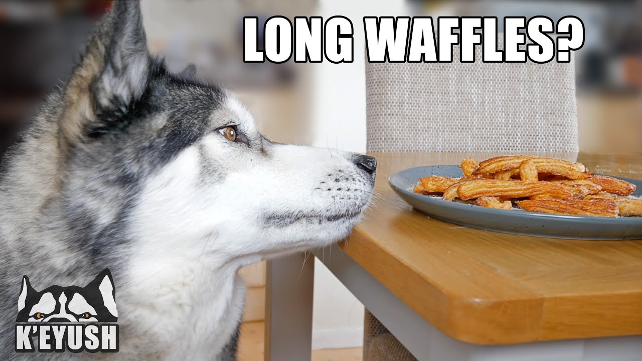 Husky WON'T Stop TALKING Until He Gets CHURROS! Better Than Waffles?
