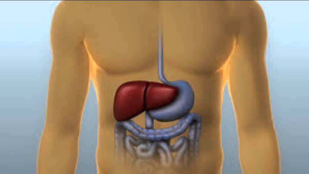 Liver and spleen (surgical notes for GP)
