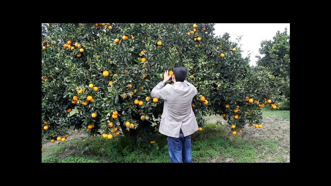 روبورتاج مصور حول البرتقال في مدينة سكيكدة