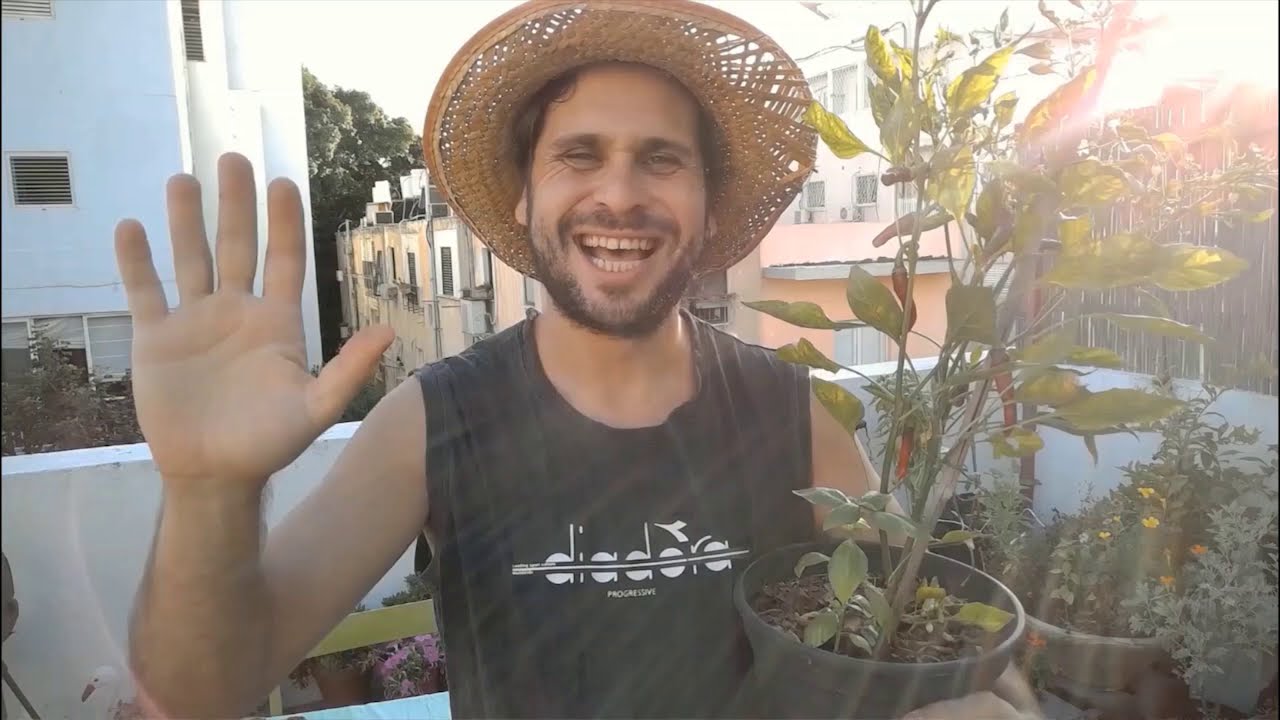 כיצד לגדל פלפל צ'ילי בבית?