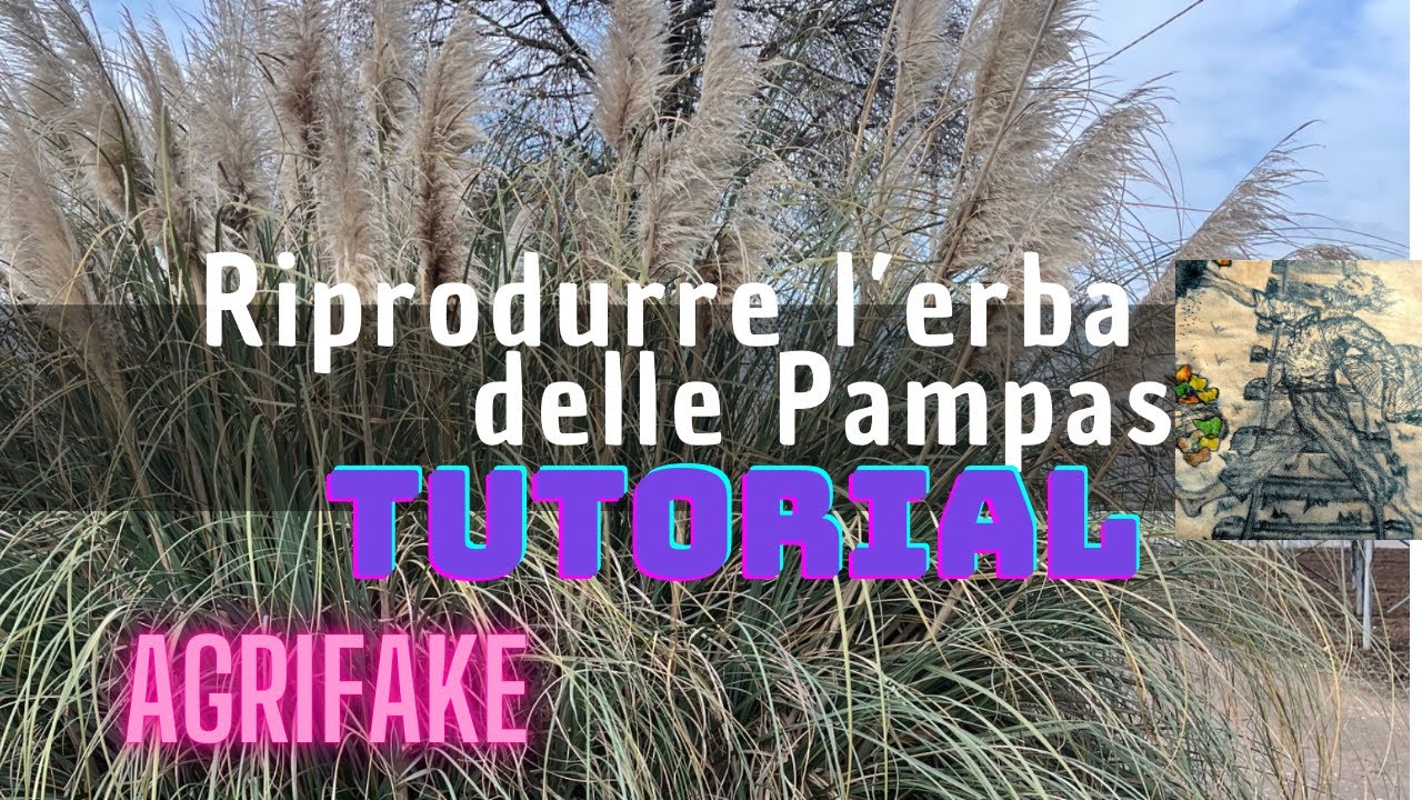 RIPRODURRE L’ERBA DELLE PAMPAS (Cortaderia selloana)